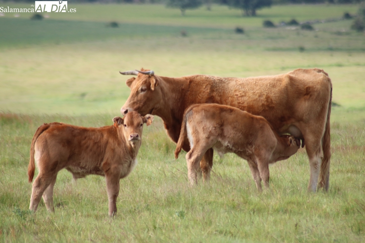 Mercado de ganado y lonja de Salamanca del 16 de junio de 2025