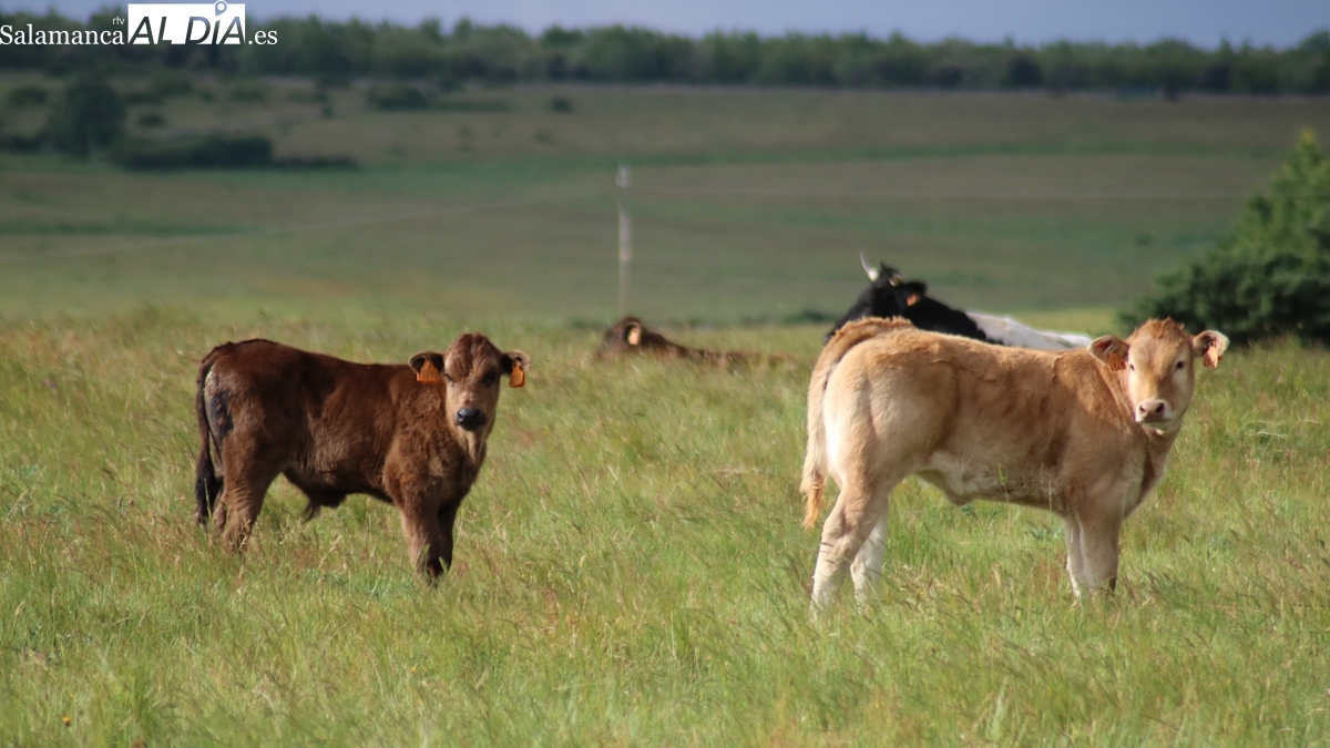 Mercado de ganado y lonja de Salamanca del 9 de junio de 2025