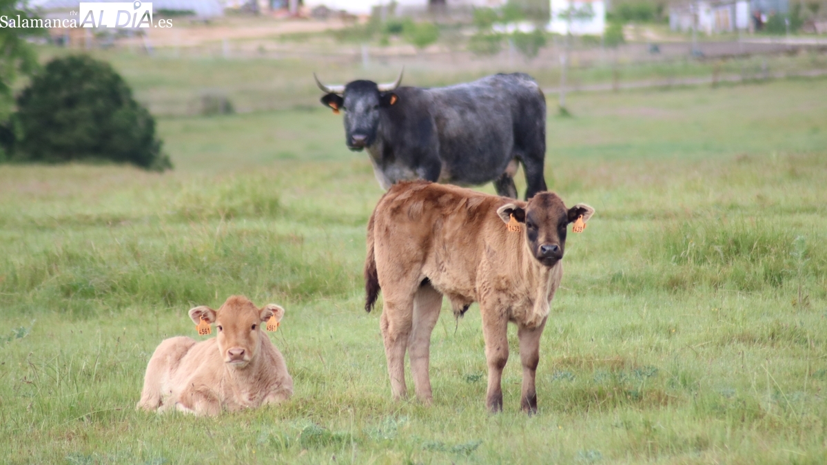 Mercado de ganado y lonja de Salamanca del 23 de junio de 2025