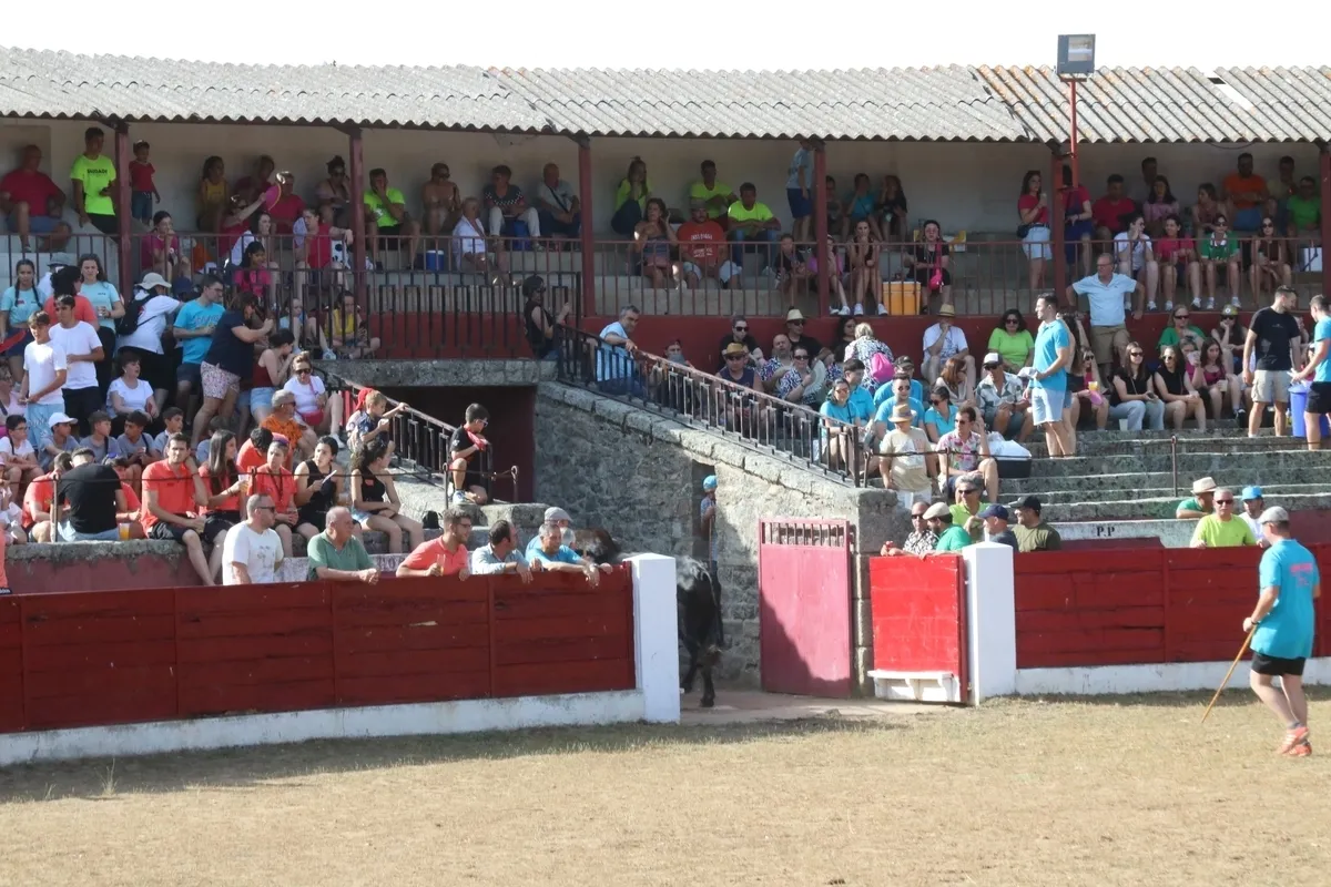 Entretenida capea de sábado de Corpus en Vitigudino / CORRAL