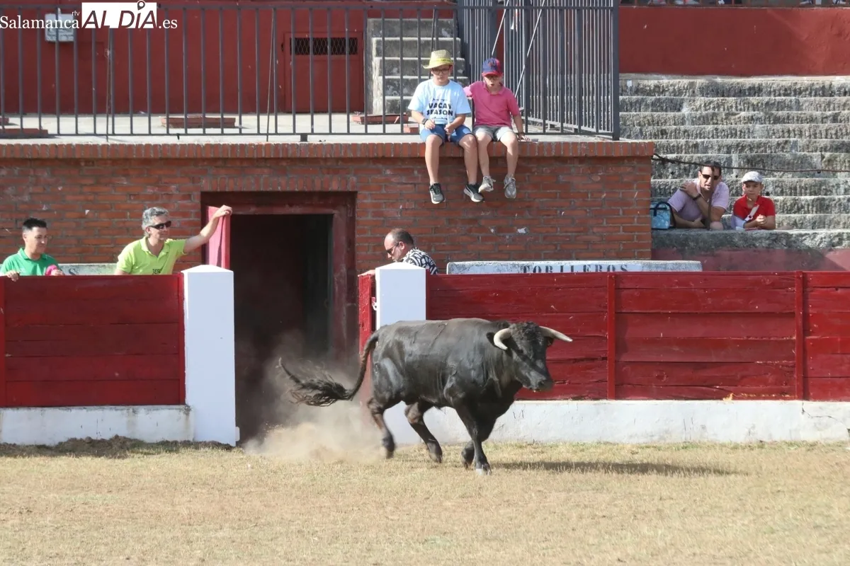 Entretenida capea de sábado de Corpus en Vitigudino / CORRAL