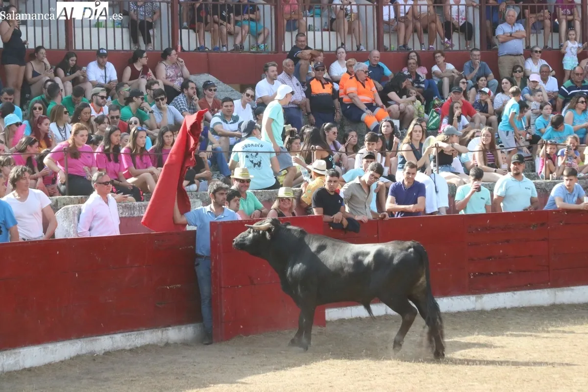 Entretenida capea de sábado de Corpus en Vitigudino / CORRAL