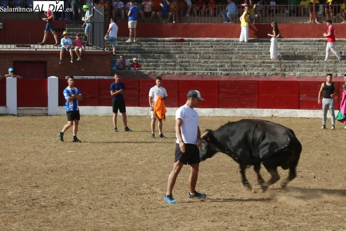 Entretenida capea de sábado de Corpus en Vitigudino / CORRAL