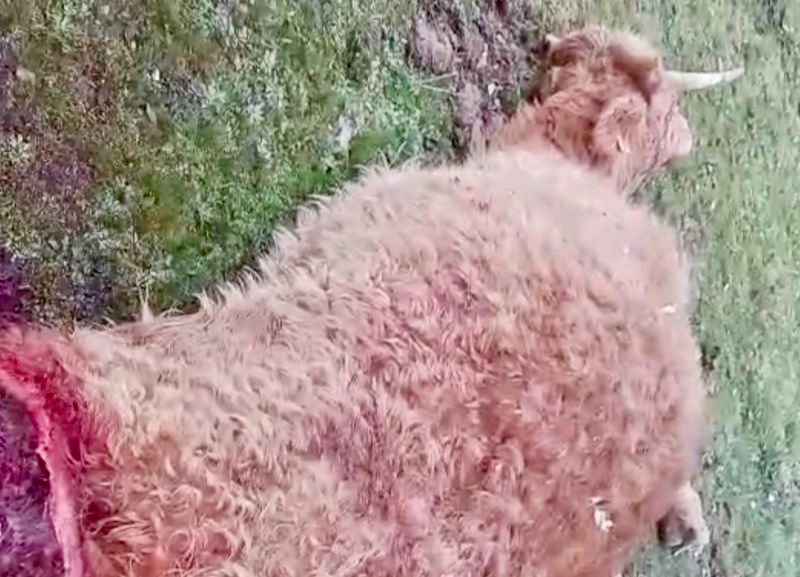 Buitres Salamanca: devoran vaca en parto y a su cría