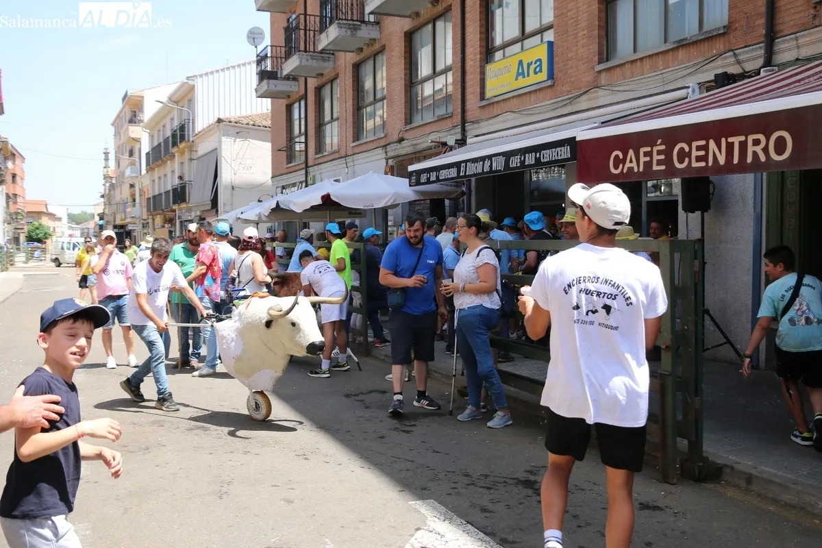 Bonito encierro con seis vacas de Eduardo Martín Cilleros el viernes de Corpus en Vitigudino / CORRAL