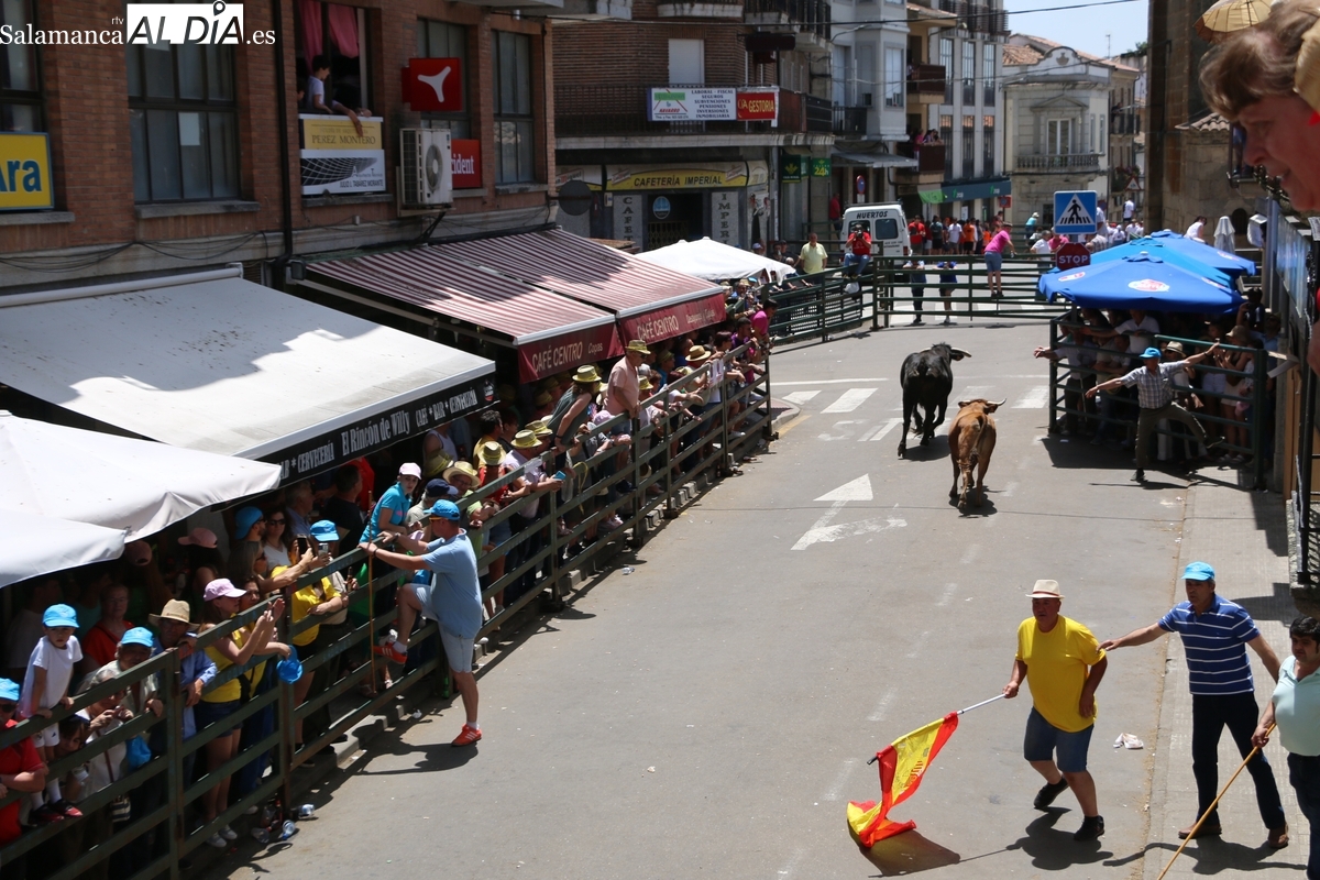 Encierro del viernes de Corpus en Vitigudino
