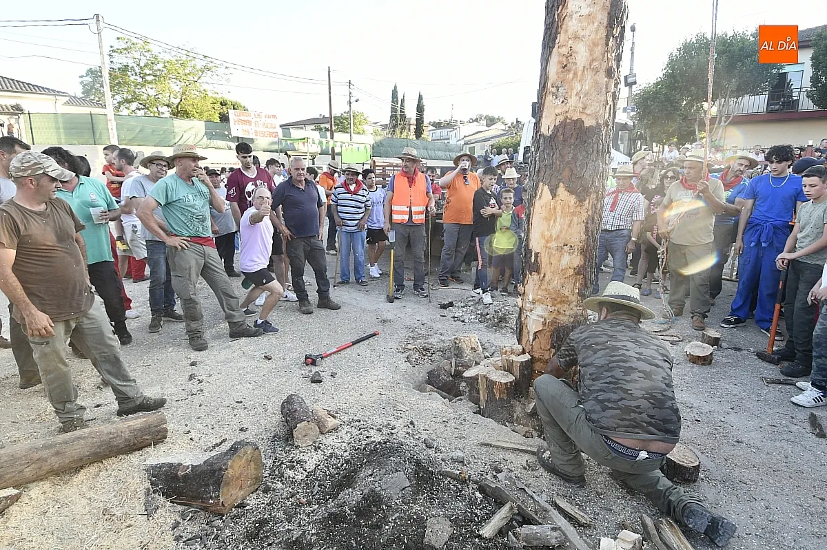 Izado pino de San Juan en Robleda/ Fotos: Adrián M.Pastor