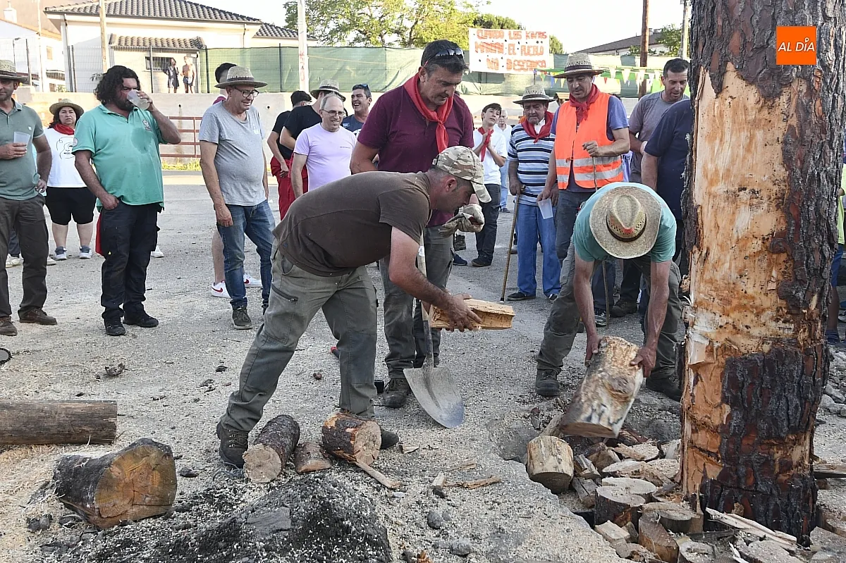 Izado pino de San Juan en Robleda/ Fotos: Adrián M.Pastor
