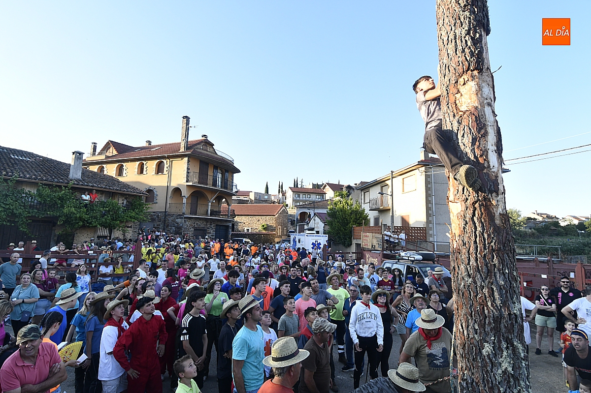 Los Quintos de Robleda izan un pino de 25m. de altura en honor a San Juan