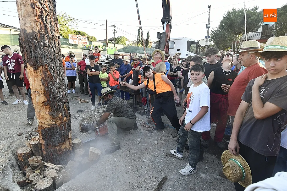 Izado pino de San Juan en Robleda/ Fotos: Adrián M.Pastor