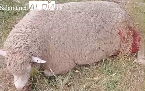 Ataque buitres La Zarza de Pumareda: tres ovejas muertas