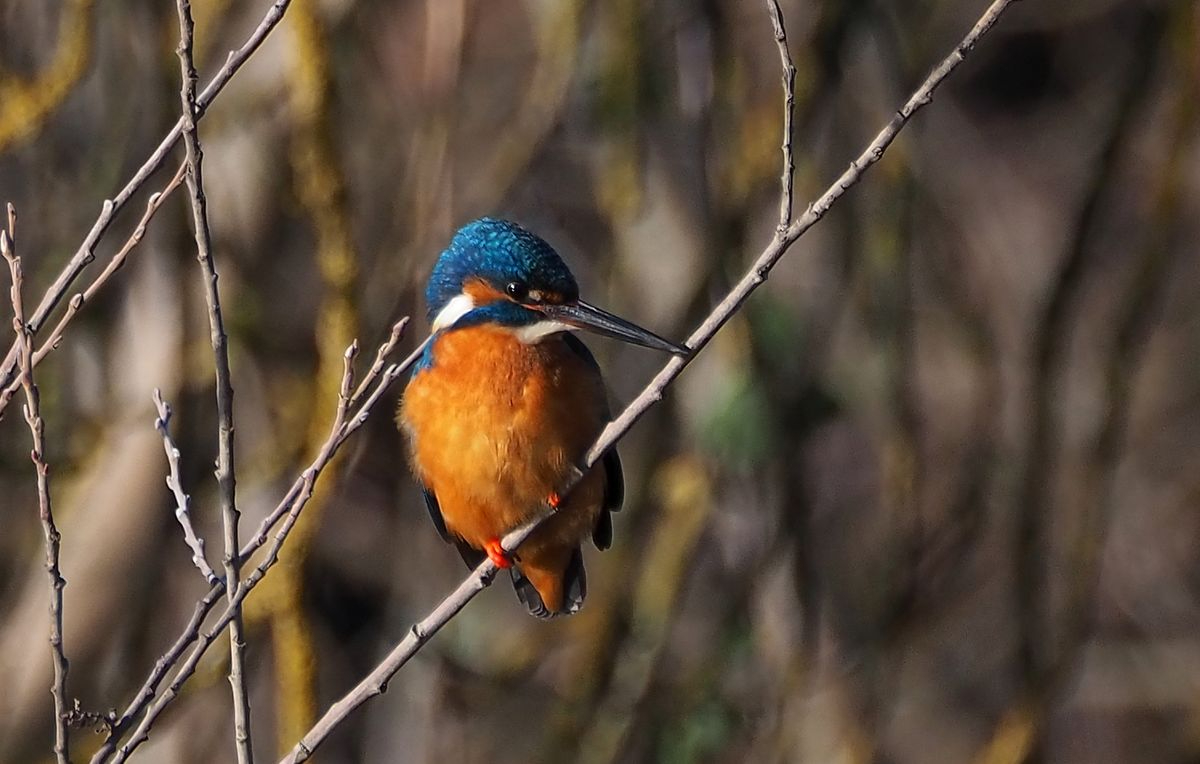 Martín Pescador junto al río Tormes, Aldehuela de los Guzmanes