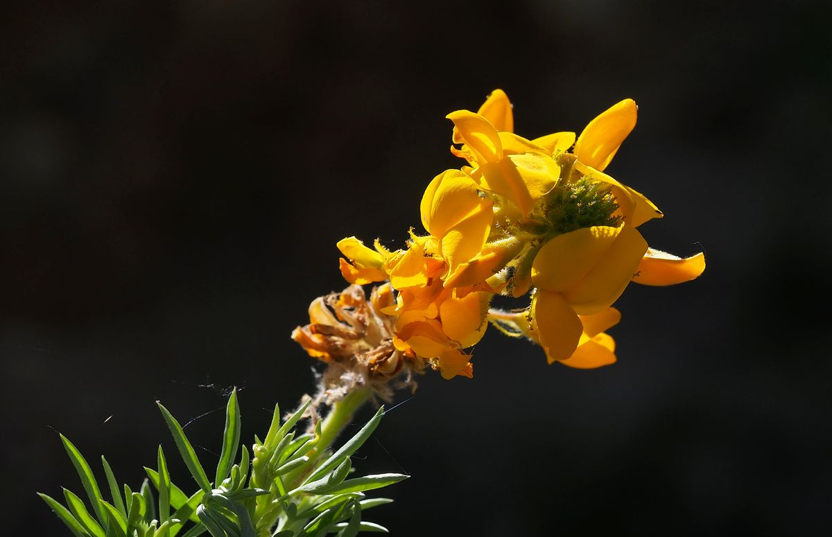 Flor de genista en Navacarros