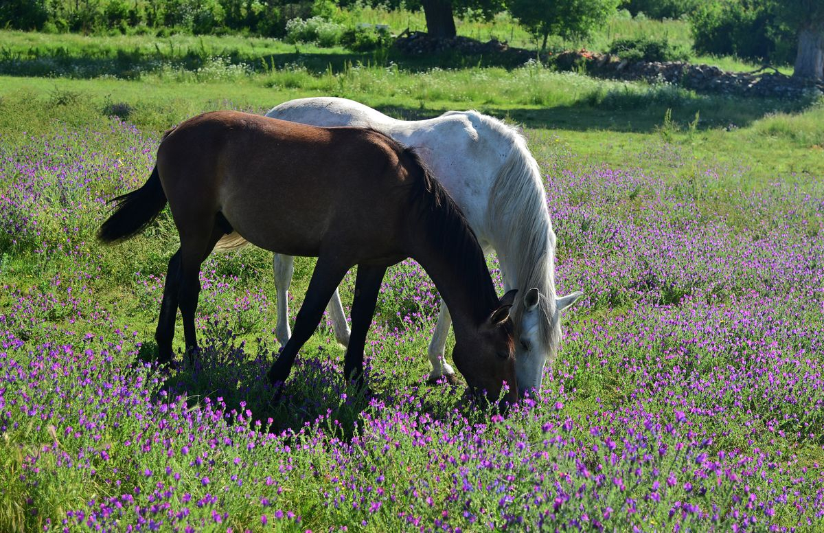 Villalba de los LLanos