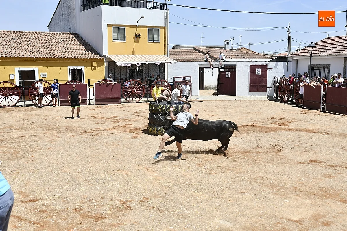 Vaquillas en la mañana del sábado en Martín de Yeltes/ Fotos: Adrián M.Pastor