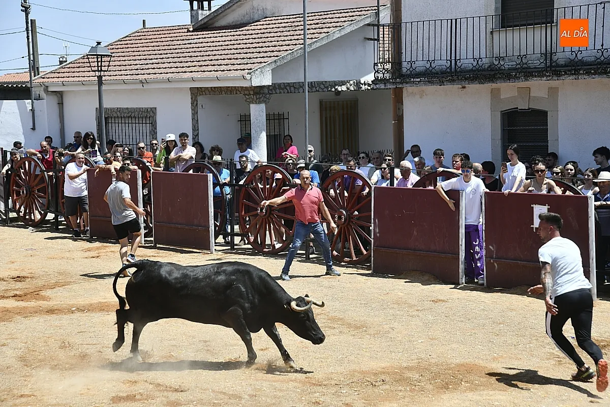 Vaquillas en la mañana del sábado en Martín de Yeltes/ Fotos: Adrián M.Pastor