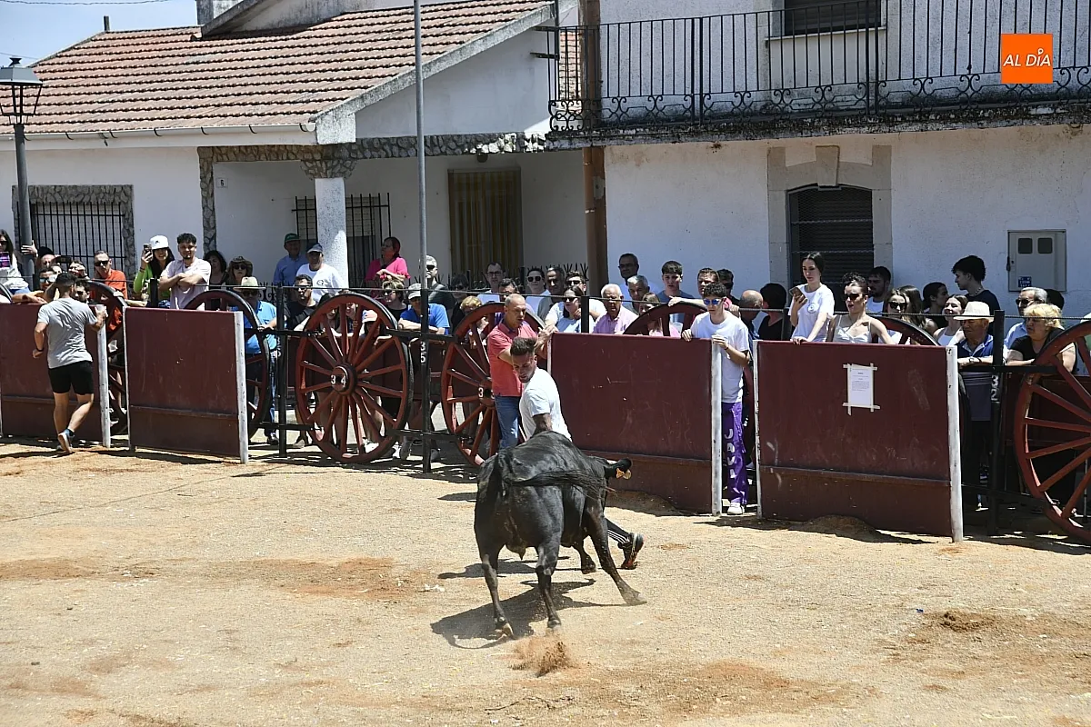 Vaquillas en la mañana del sábado en Martín de Yeltes/ Fotos: Adrián M.Pastor
