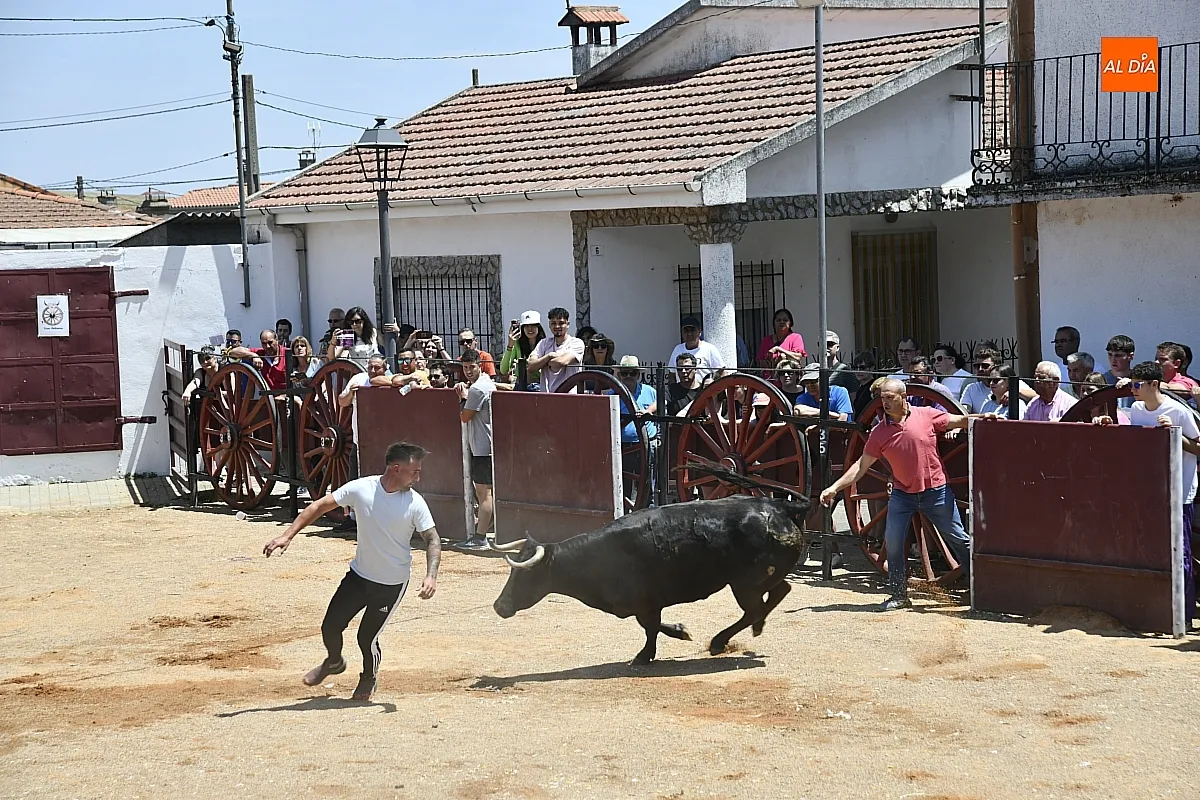 Vaquillas en la mañana del sábado en Martín de Yeltes/ Fotos: Adrián M.Pastor