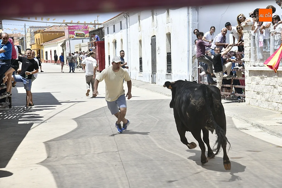 Vaquillas en la mañana del sábado en Martín de Yeltes/ Fotos: Adrián M.Pastor