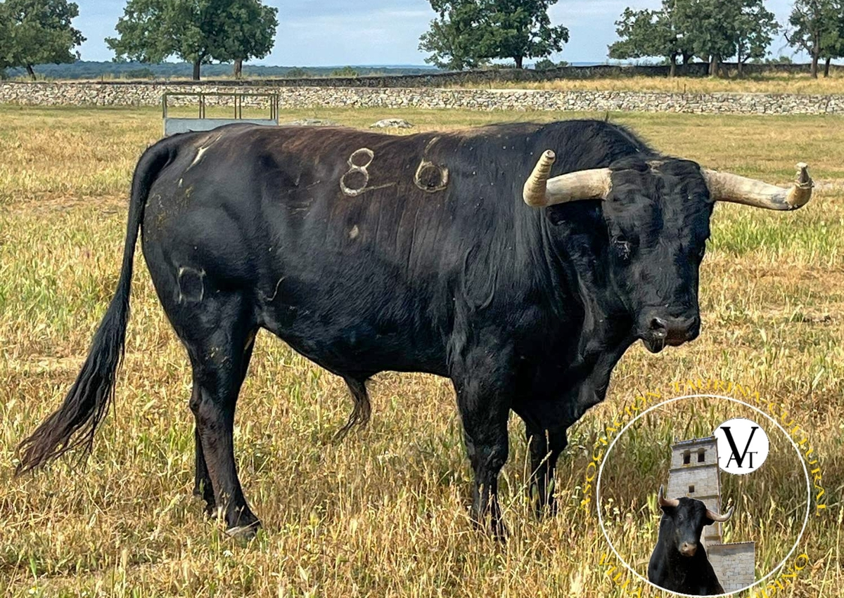 Toro de Cajón Vitigudino: Músico sustituye a Campanillas