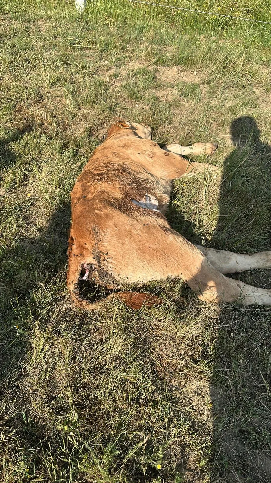 Imágenes de los buitres y del ganado atacado en El Cabaco