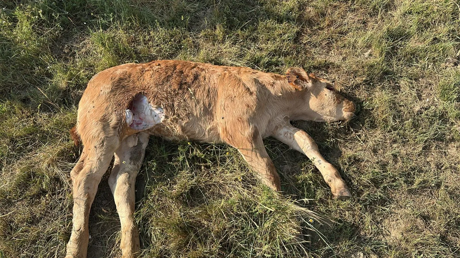 Imágenes de los buitres y del ganado atacado en El Cabaco