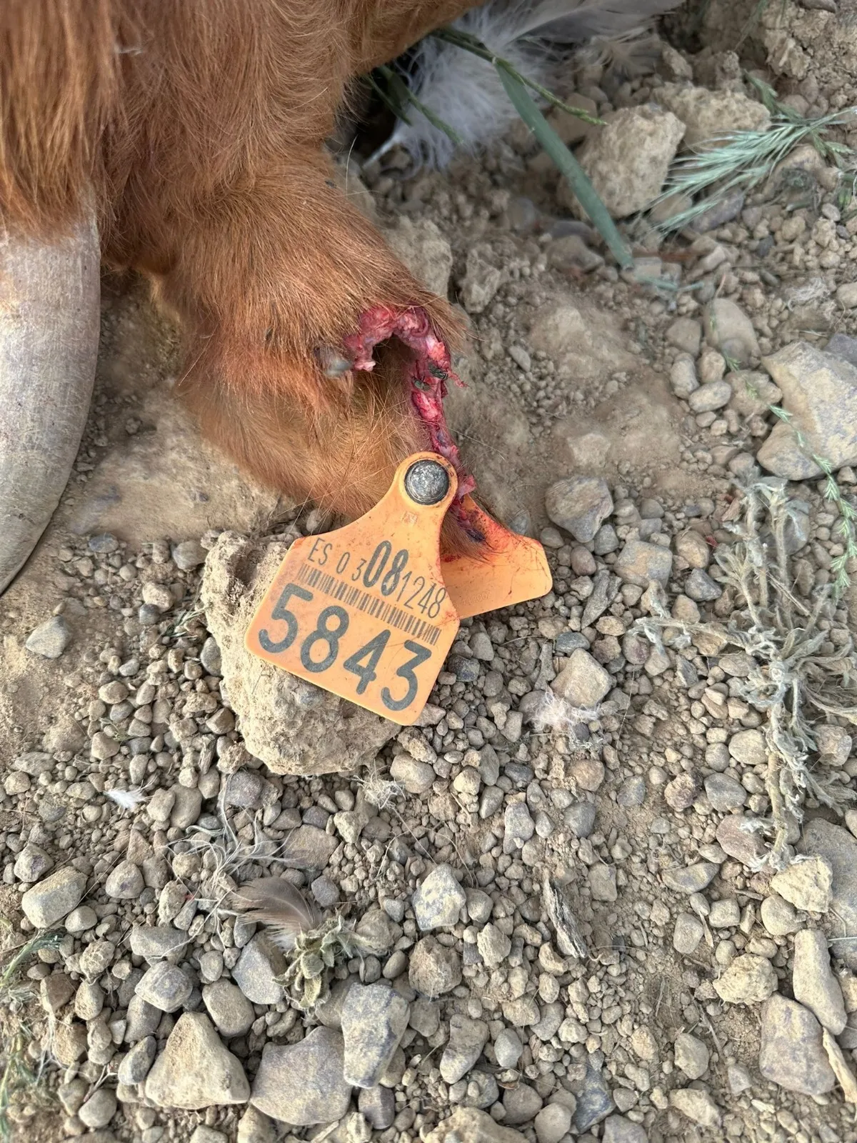 Imágenes de los buitres y del ganado atacado en El Cabaco