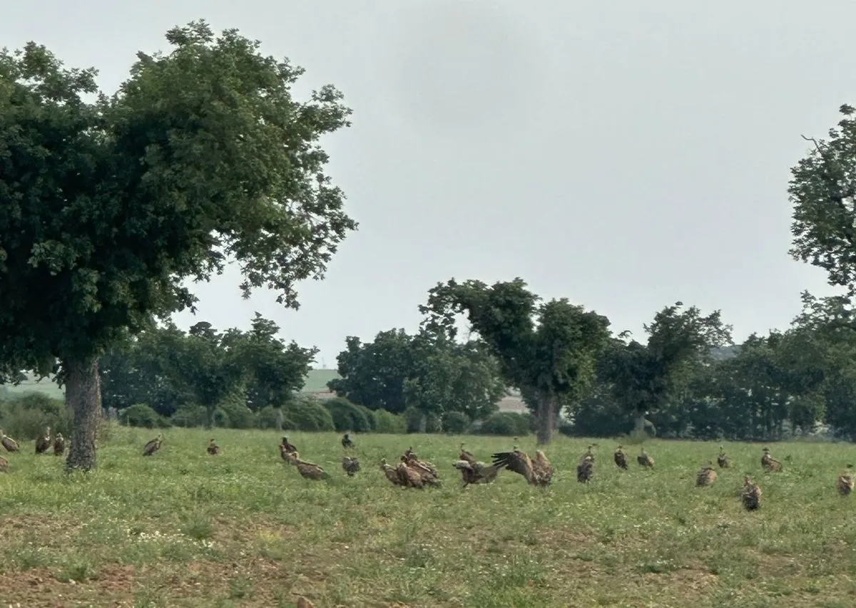 Imágenes de los buitres y del ganado atacado en El Cabaco