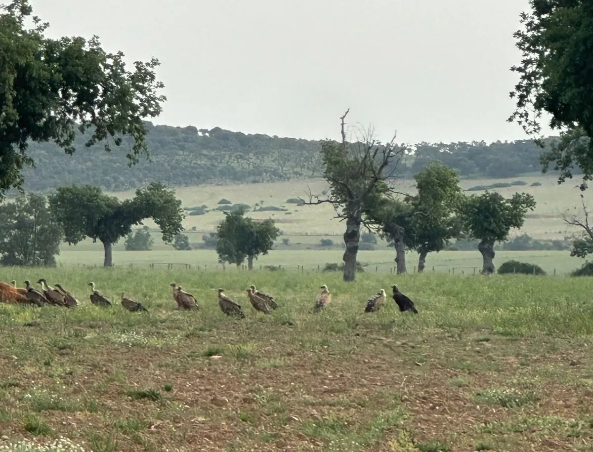 Imágenes de los buitres y del ganado atacado en El Cabaco
