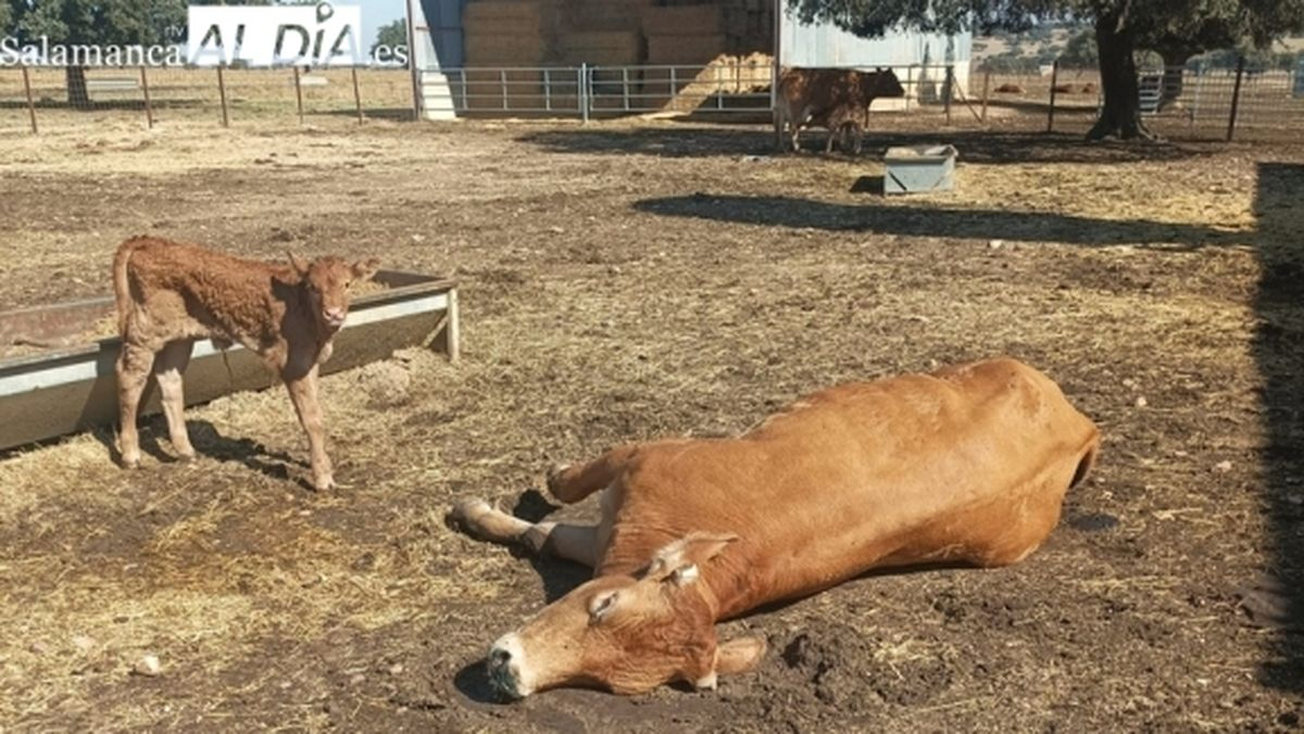 UPA Salamanca: Retraso en retirada de animales muertos