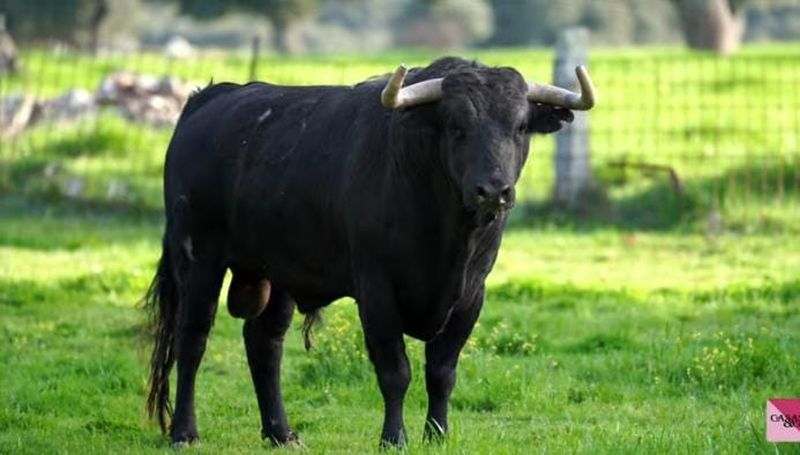 Los toros para la alternativa de Marco Pérez en Nimes