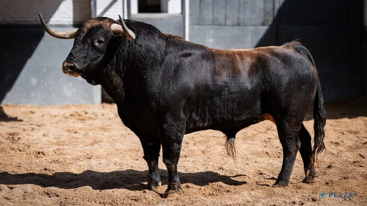 'Chorlito', toro de la confirmación de alternativa de Ismael Martín en Las Ventas 