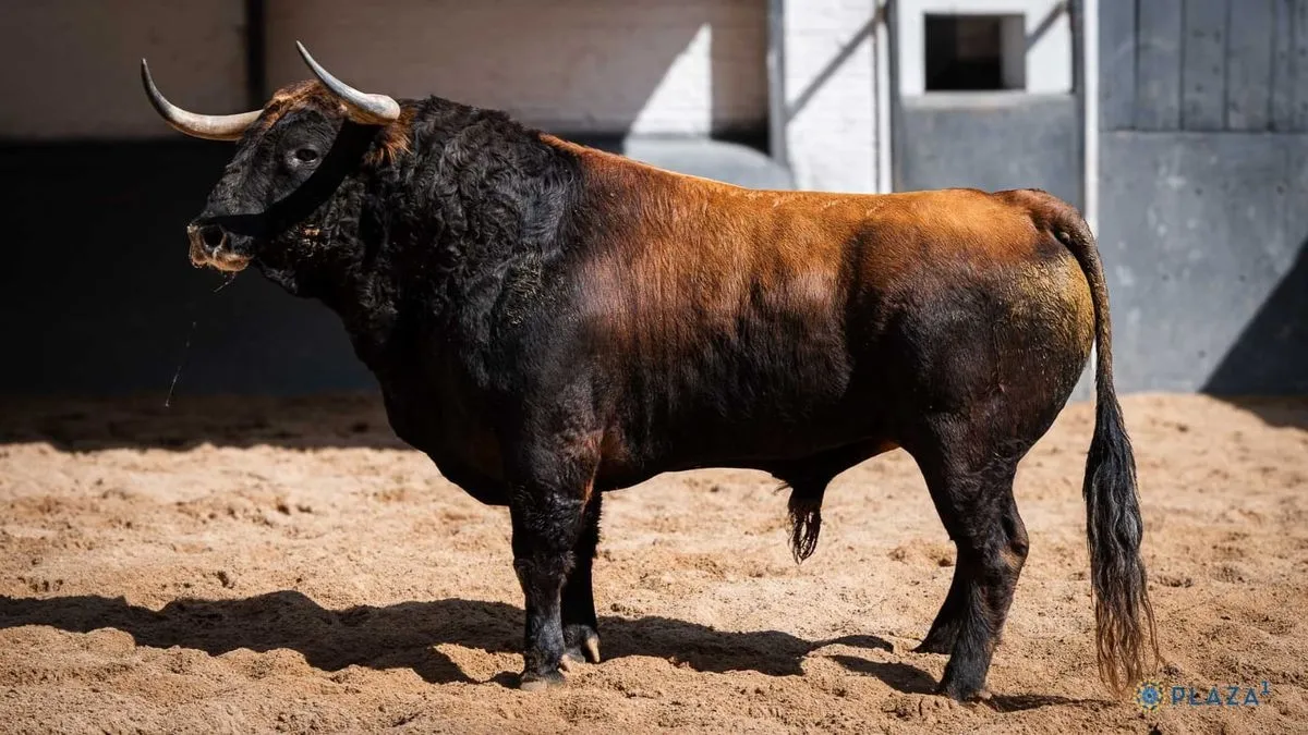 'Chorlito', toro de la confirmación de alternativa de Ismael Martín en Las Ventas 