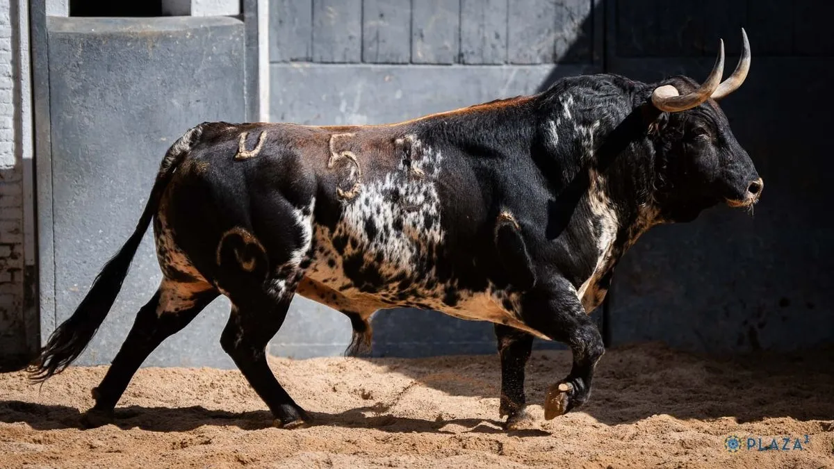 'Chorlito', toro de la confirmación de alternativa de Ismael Martín en Las Ventas 