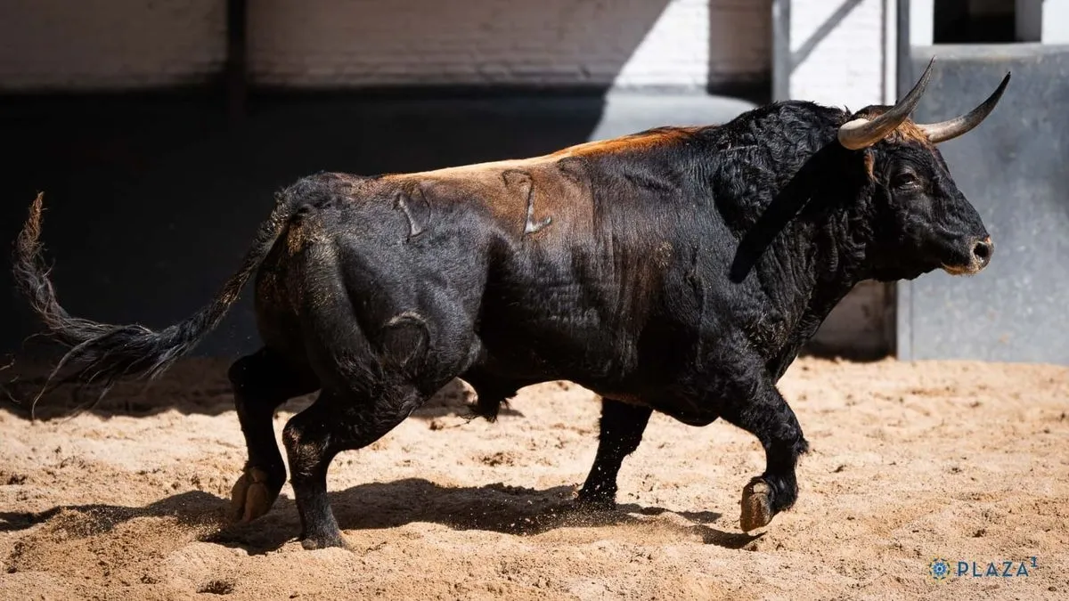 'Chorlito', toro de la confirmación de alternativa de Ismael Martín en Las Ventas 