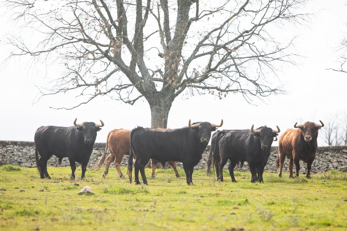 Toros de Domingo Hernández para la Feria de Acho con Morante, Roca Rey, Castella y Talavante