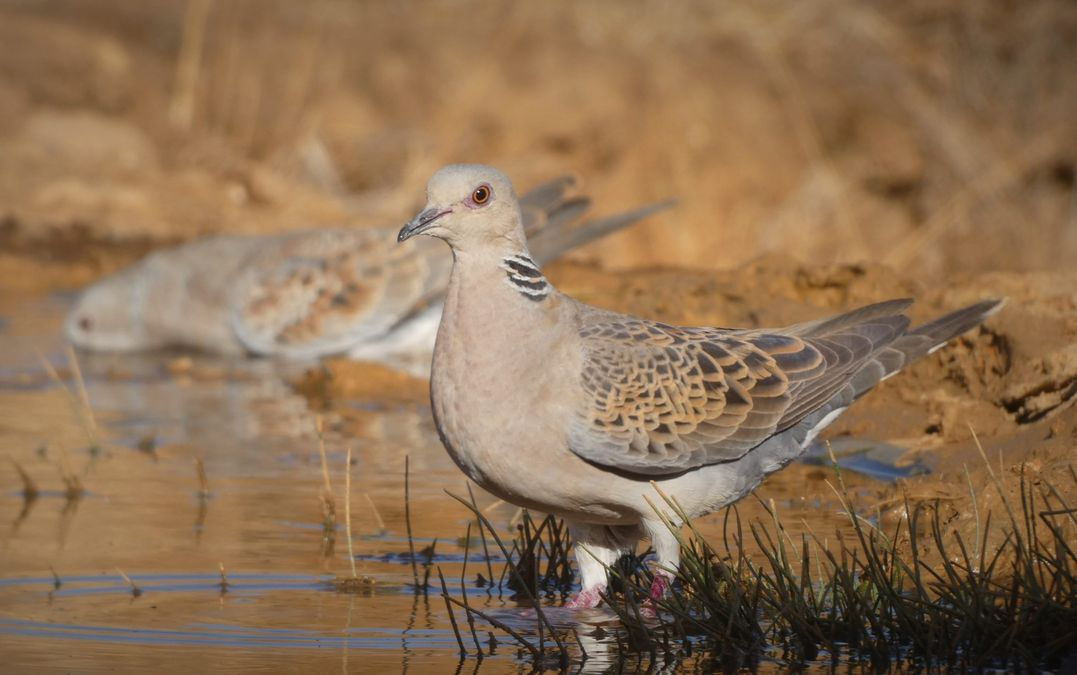 Caza tórtola europea autorizada en Castilla y León 2025