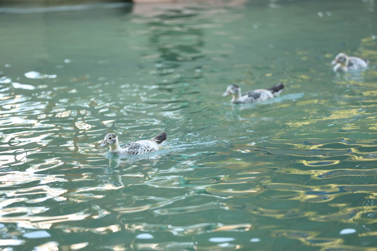 Parque de la Alamedilla, Salamanca