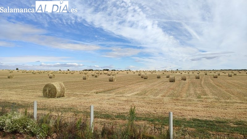 Cosecha en Salamanca: por qué la lluvia arruina el campo