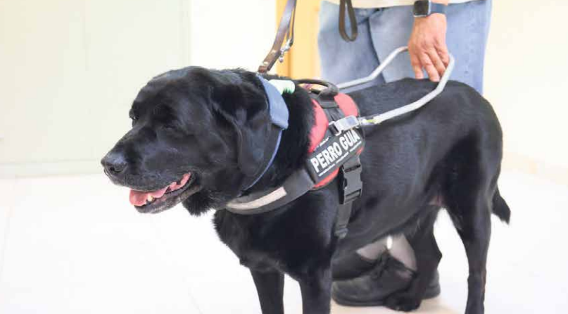 REPORTAJE | Los héroes perrunos, cruciales para la sociedad 