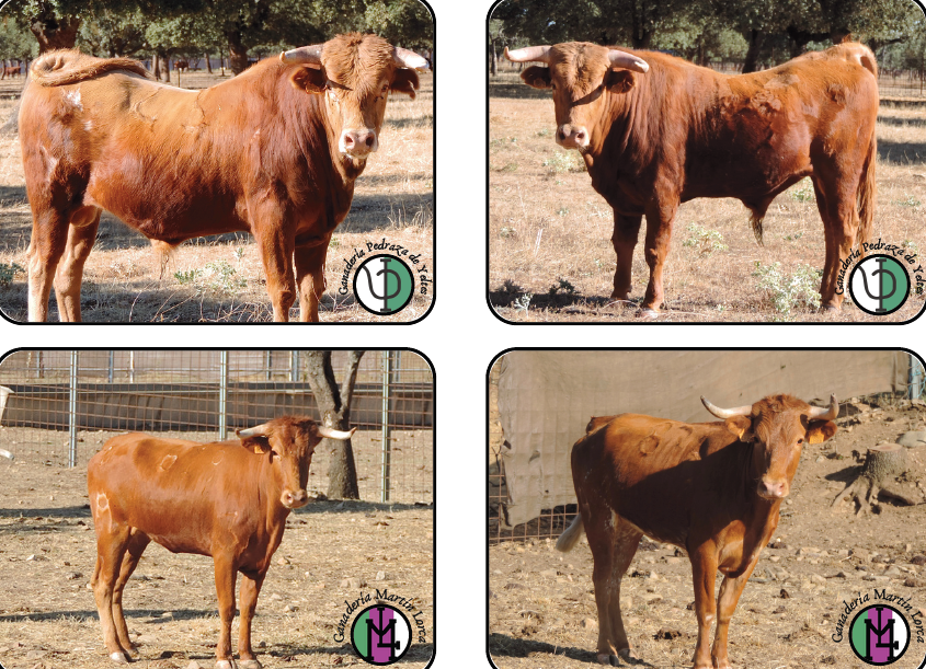  Semana Cultural Ramos Andrade Navasfrías 25