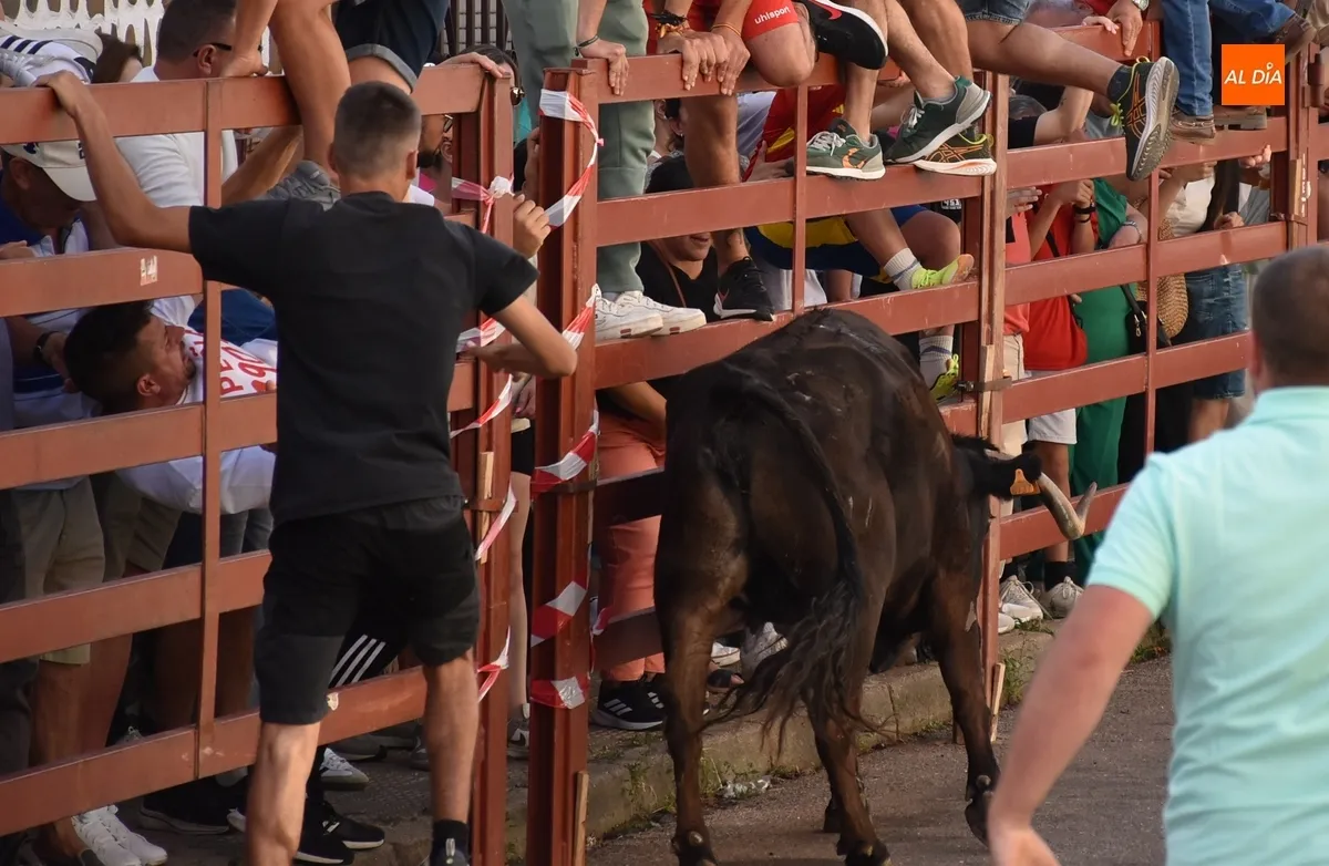 Foto 8 - El Barrio Nuevo vive su gran fiesta anual con dos vacas de gran juego y una que se lesion&oacute; al salir