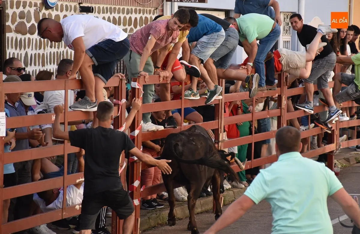 Foto 9 - El Barrio Nuevo vive su gran fiesta anual con dos vacas de gran juego y una que se lesion&oacute; al salir