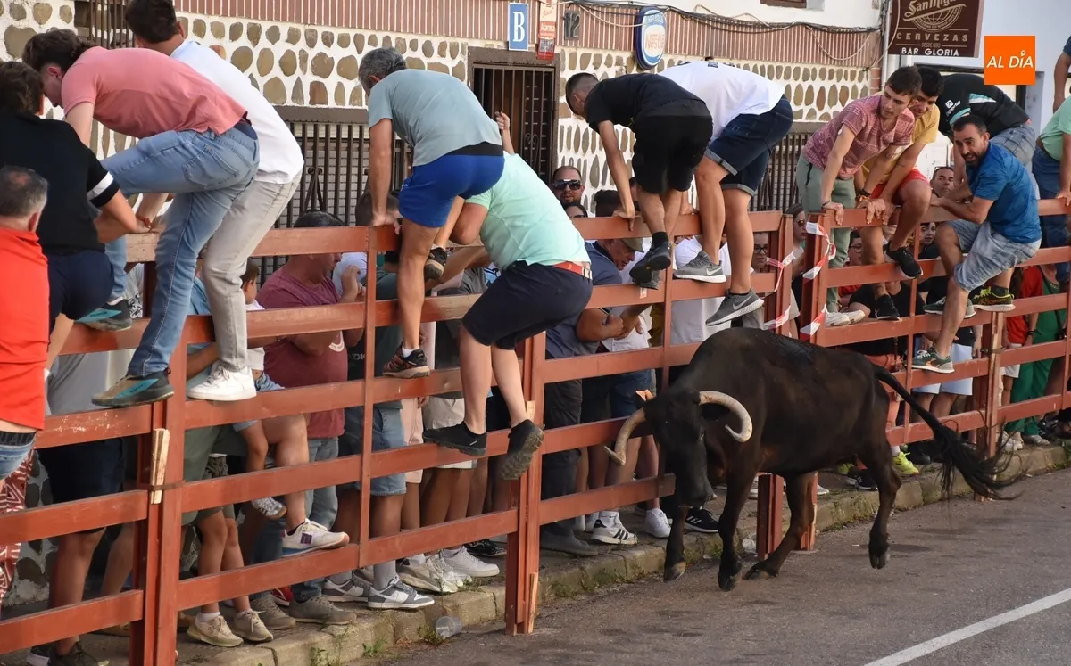 Foto 11 - El Barrio Nuevo vive su gran fiesta anual con dos vacas de gran juego y una que se lesion&oacute; al salir