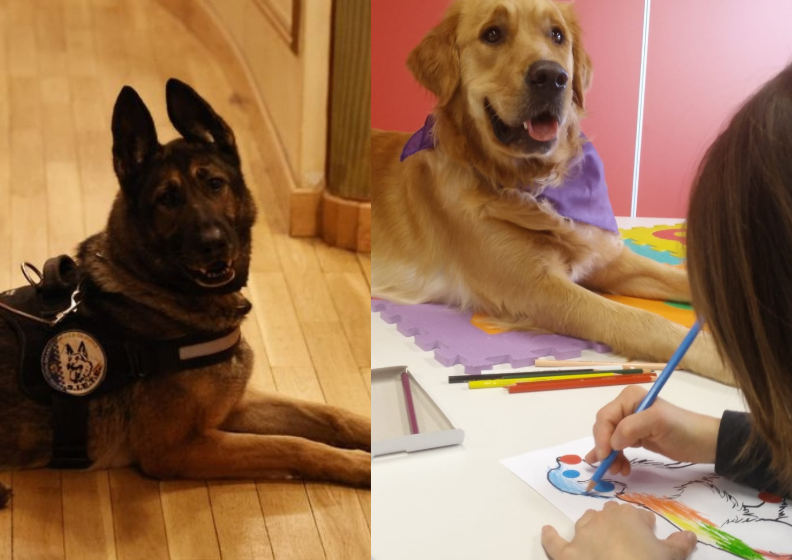 REPORTAJE | De la seguridad a la intrvención asistida: así es la fundamental labor de los canes 