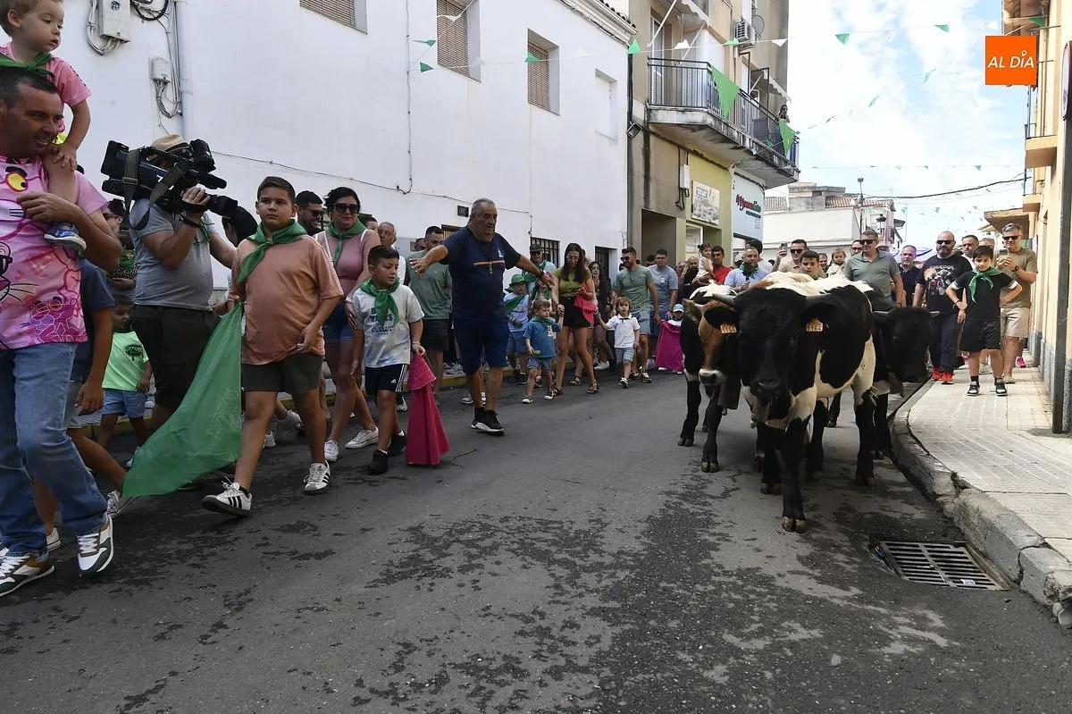 Encierro minibueyes en las fiestas de San Buenaventura en Moraleja/ Fotos: Adrián M.Pastor