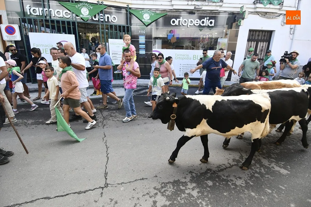 Encierro minibueyes en las fiestas de San Buenaventura en Moraleja/ Fotos: Adrián M.Pastor