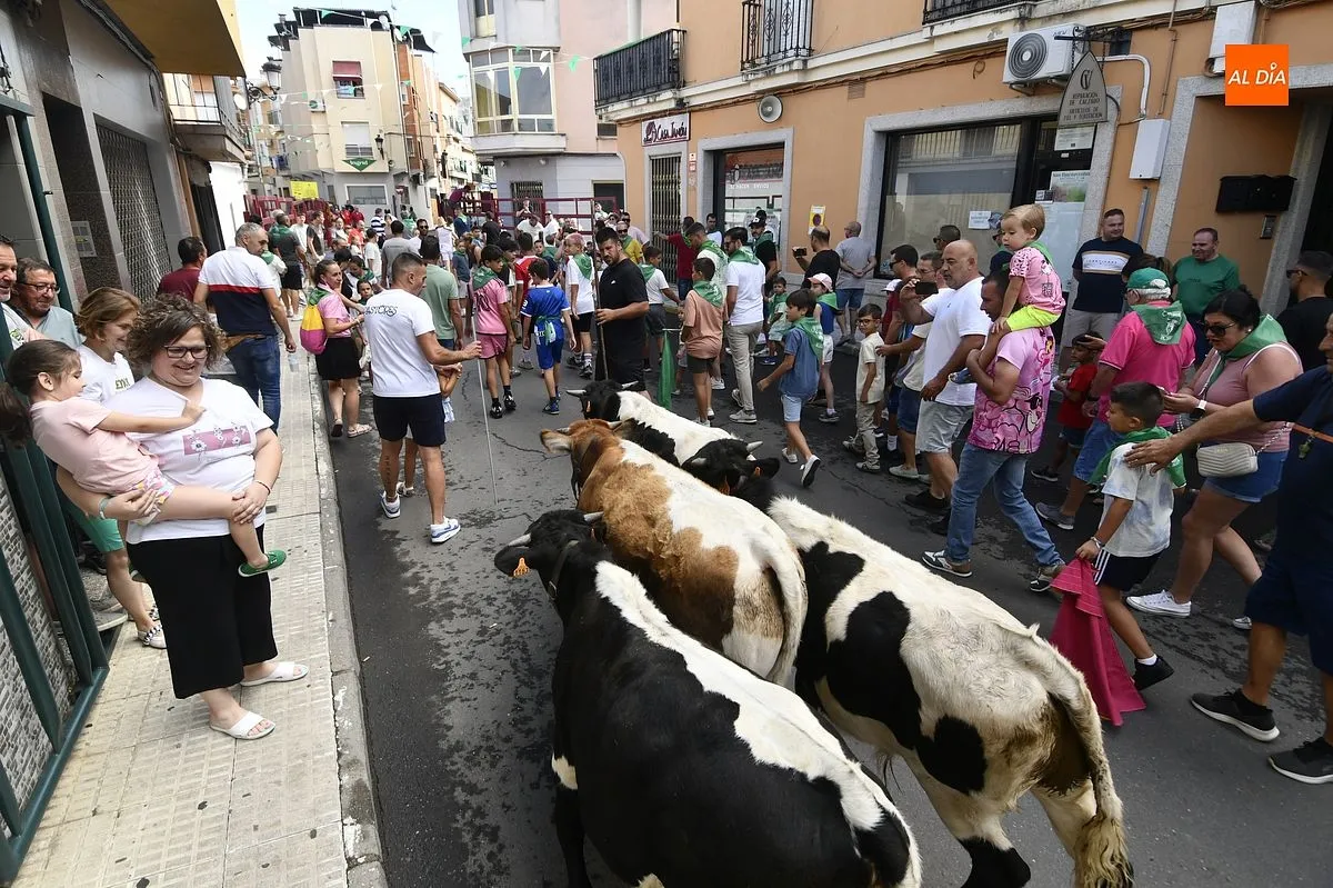 Encierro minibueyes en las fiestas de San Buenaventura en Moraleja/ Fotos: Adrián M.Pastor