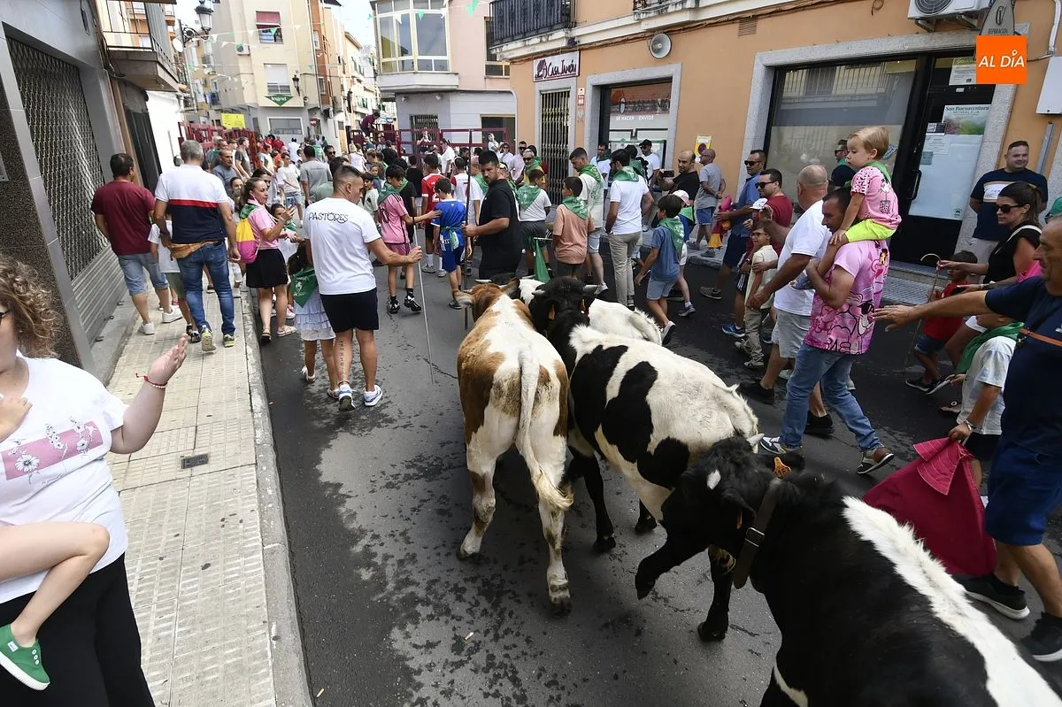 Encierro minibueyes en las fiestas de San Buenaventura en Moraleja/ Fotos: Adrián M.Pastor