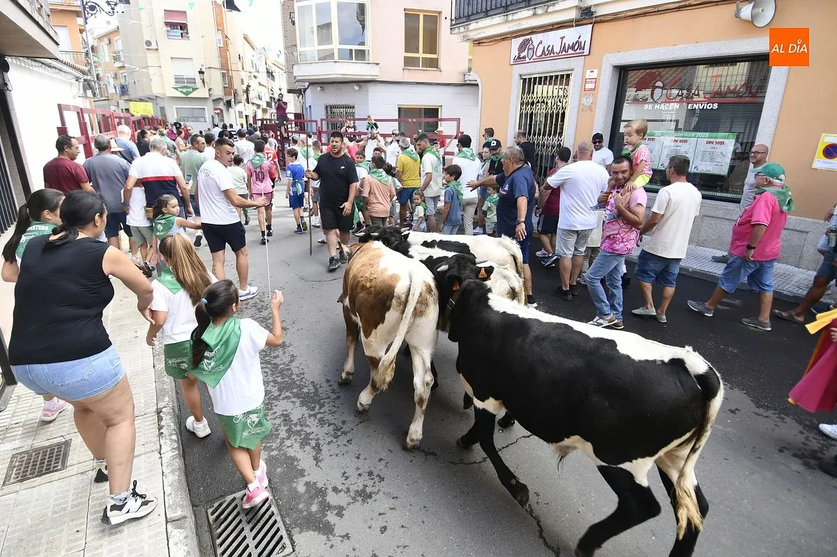 Encierro minibueyes en las fiestas de San Buenaventura en Moraleja/ Fotos: Adrián M.Pastor